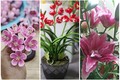 3 loại hoa độc lạ hút khách dịp Tết Tân Sửu 2021