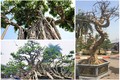 Dàn bonsai thế lạ xuống phố “thách thức” đại gia Hà Nội