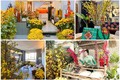 Nhà ngập hoa, cây cảnh như chợ xuân của các Hoa hậu Việt