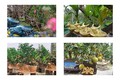Mãn nhãn siêu phẩm trâu vàng “cõng” cây gây “sốt” dịp Tết 2021