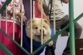 Video: Cặp vợ chồng già khiêng chú chó lên xuống cầu thang mỗi ngày 
