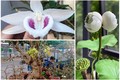 Những loạt hoa đột biến “giá chát” gây sốt thị trường Việt