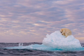 Bức ảnh gấu Bắc cực ngủ trên tảng băng báo động về biến đổi khí hậu
