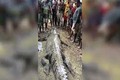 Indonesia: Bắt cá sấu khủng 7m chuyên rình người ở sông, rạch bụng thấy cảnh đau lòng