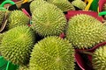 Sầu riêng Musang King 3 triệu đồng/quả ngon cỡ nào?