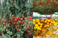Ngỡ ngàng những cây cà chua “vỡ kế hoạch” cho nghìn trái