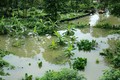 Hình ảnh nước sông Hồng dâng cao gây ngập lụt nhiều nơi ở Hà Nội