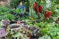 "Đã mắt" khu vườn hơn 100 loại rau củ của ông bố Việt ở Anh