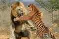 Hổ hay sư tử mạnh hơn? Kết quả đáng kinh ngạc