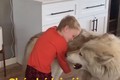 Chó lai sói biết tranh nhau "hú" cùng cậu bé