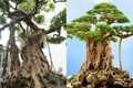 Chiêm ngưỡng “siêu cây” của đại gia Việt khiến báo ngoại trầm trồ 
