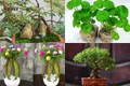 Ngỡ ngàng loạt cỏ dại “lên đời” thành bonsai