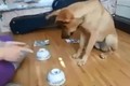 Chó trổ tài chơi trò đoán vật siêu dễ thương 
