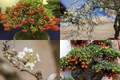 4 loại cây cảnh “sốt rần rần” sau Tết Nguyên đán