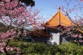 Gợi ý những điểm ngắm hoa anh đào đẹp tại Đài Loan