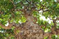Cận cảnh “đại lão ngâu” bonsai tiền tỷ “chấn động” giới chơi cây