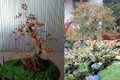 Ngắm bonsai dâu tằm trĩu quả khiến dân chơi cây mê tít 