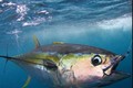 Clip: Cận cảnh màn câu cá ngừ “siêu tốc” của ngư dân Australia 