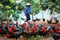 Mách nhau cho gà ăn siêu sang, nông dân kiếm nửa tỷ mỗi năm