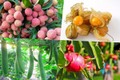 4 loại quả rè bèo ở Việt Nam sang nước ngoài thành “hàng hiếm” 