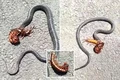 Cuộc chiến của 2 thành viên trong “Ngũ độc“: Rết cắn chết rắn khổng lồ 