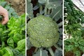 3 loại rau cực hợp gieo trồng vào mùa Thu 