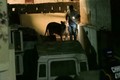 Video sư tử xổng chuồng bị bắt trên đường phố Pakistan