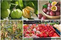 4 loại quả ở Việt Nam “rẻ như cho”, ra nước ngoài “cực chát“