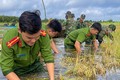 Hình ảnh chiến sĩ ngâm mình trong nước giúp dân cứu lúa