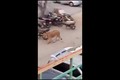 Clip: Sư tử cái tấn công người trên phố và cái kết thót tim 