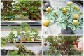 10 loại cây ăn quả bonsai cho dáng đẹp “say lòng“