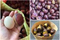 Bật mí hạt dẻ “khổng lồ” 30.000 đồng/kg sốt rần rần chợ mạng