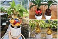 Rồng vàng ôm dừa bonsai “ngóng” khách rước về chơi Tết Giáp Thìn 2024