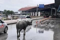 Trâu bất ngờ xuất hiện ngay trên đường dẫn lên sân bay Nội Bài