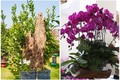 Chiêm ngưỡng loạt bonsai gỗ lũa độc lạ đón Tết 2024