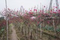 Ghé thăm vườn đào Nhật Tân nhộn nhịp ngày cận Tết 