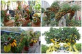 Loạt bonsai hình rồng độc đáo hút khách Tết Giáp Thìn 2024 
