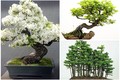 Chiêm ngưỡng loạt bonsai độc đáo, đẹp đến say lòng 