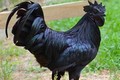 Tận mục giống gà quý tộc nghìn USD khiến đại gia “si mê” 