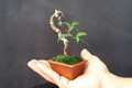 Ngắm bonsai siêu tí hon khiến người chơi “say đắm“