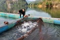 Nuôi cá đặc sản, 9X Lai Châu bắt bán thu gần 1 tỷ/năm 