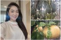 Khu vườn ngập hoa trái “ăn không hết” của Hà Thanh Xuân tại Mỹ