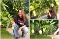 “Mục sở thị” cây xoài hơn 500 trái trong vườn nhà Mỹ Tâm 