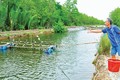 Nuôi thành công cá mú, nông dân Kiên Giang bán 200.000-210.000 đồng/kg