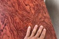 Tìm thấy cây gỗ được định giá 30 tỷ đồng