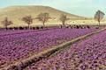 Cận cảnh cánh đồng trồng “thảo dược” đắt như vàng ở Trung Đông