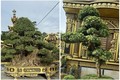 Vườn bonsai “khủng” trong lâu đài 100 tỷ của đại gia xứ Nghệ 