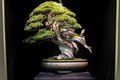 10 tác phẩm bonsai đắt nhất thế giới, có cây giá ngang biệt thự 