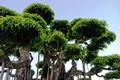 Cây dại thành bonsai dáng cực đẹp, tiền tỷ cũng khó mua