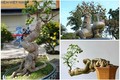 Ngắm loạt cóc bonsai kỳ quái đẹp đến mê mẩn 